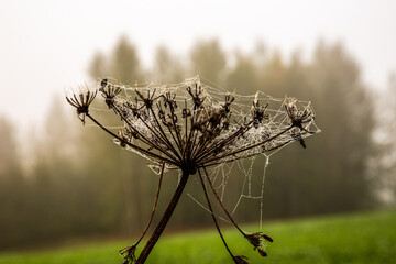 A spiders web covered in dew spun around a dead head of Cow Parsley
