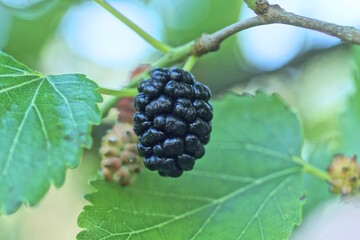 one black ripe mulberry on a tree branch with green leaves in a summer garden