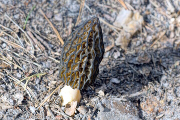 one large brown morel mushroom grows in the ground in the spring forest