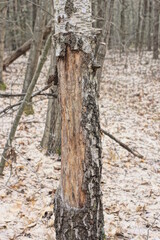 part of a one sick birch with dry fallen bark in the forest