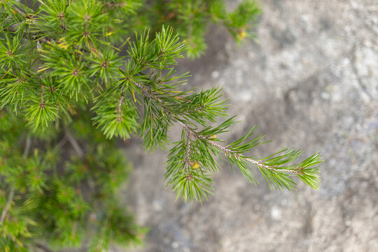 Pine branch with cones close-up against the background of rocks. Mountain landscape in summer at sunrise.