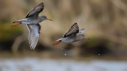 Fototapeta premium Redshank birds in flight