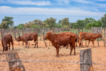Obraz premium livestock cattle held in a pen at the farm ranch in africa