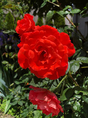 red flower in the garden