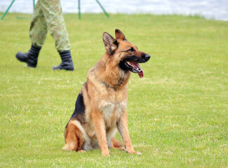 A dog is playing on the grass