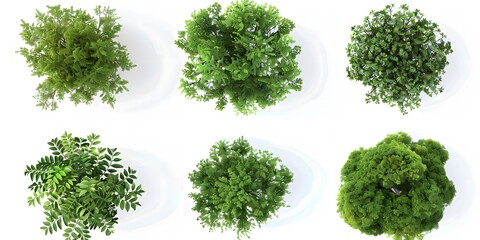 3D Trees Seen from Above on White Background