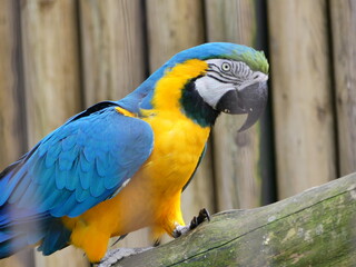 Ara bleu et jaune