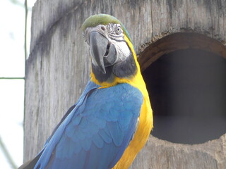 Ara bleu et jaune