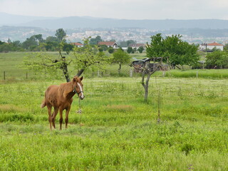 Cheval marron dans une prairie