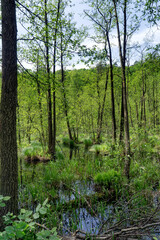 Fototapeta premium Wetland in spring, green grass, moss, ferns. Vegetation is reflected in the water. Poland, Europe.