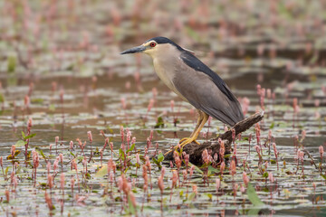 Night Heron, Nycticorax nycticorax, in a wetland prepared for fishing.
