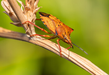 Carpocoris mediterraneus is a species of insect in the family Pentatomidae.