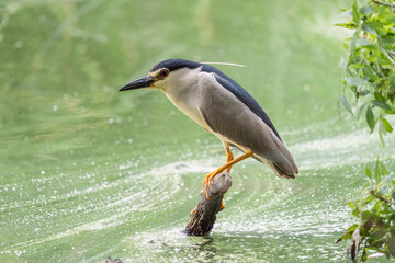 Night Heron, Nycticorax nycticorax, in a wetland prepared for fishing.
