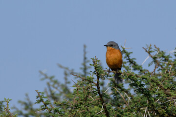 Empidornis semipartitus on a branch