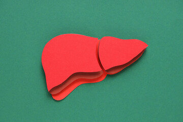 Paper liver on green background