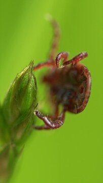 Tick Or Ixodes Ricinus Waiting For Its Victim On A Grass Blade. Infectious Parasitic Insect Ixodid Tick Or Mite Crawls.