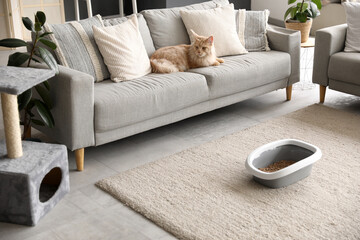 Cute Maine Coon cat with litter box and scratching post lying on sofa in living room at home