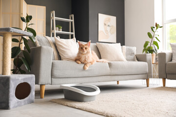 Cute Maine Coon cat with litter box and scratching post lying on sofa in living room at home