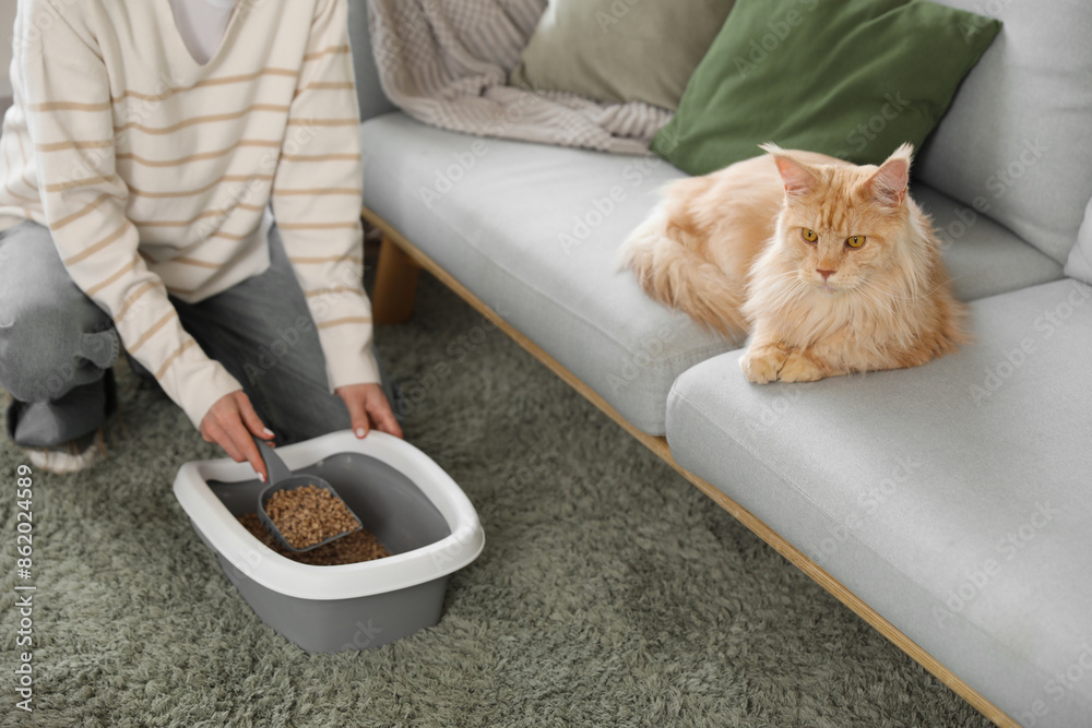 Sticker beautiful young woman cleaning litter box and cute maine coon cat lying on sofa at home, closeup