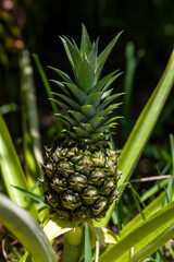 Fototapeta premium Pineapple fruits from a plant in Southern Florida