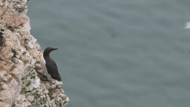 Guillemot, Uria Aalge, birds colony on cliffs, Bempton Cliffs, North Yorkshire, England