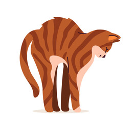 Fototapeta premium Cute cat concept. Adorabe domestic animal stretching. Brown and orange spotted pet. Lovely kitten stands. Poster or banner. Cartoon flat vector illustration isolated on white background