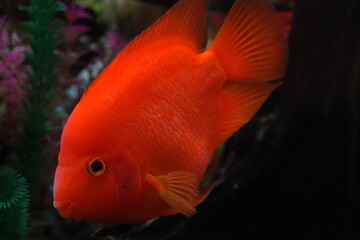 Blood Parrot Cichlids, often simply called Blood Parrots, are a type of hybrid aquarium fish. They are known for their vibrant colors and distinctive appearance.|血鸚鵡魚