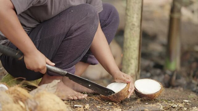 Farmer opening coconut with machete, copra production on smallholder farm in rural village