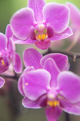 Close-up of a pink phalaenopsis orchid flowers