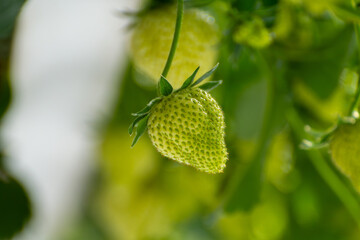 Dutch glass greenhouse, cultivation of strawberries, rows with growing strawberries plants