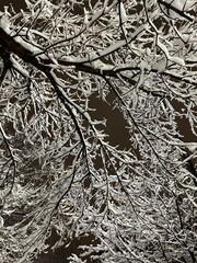 Snowy branches on a tree at night