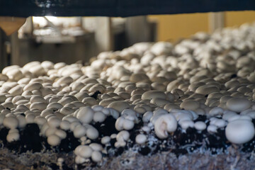 Obraz premium Growing of white champignons mushrooms, mycelium grow from compost into casing on organic farm in Netherlands, food industry in Europe