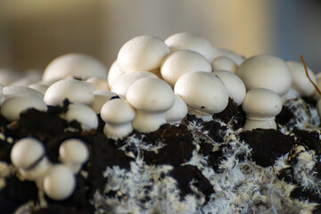 Growing of white champignons mushrooms, mycelium grow from compost into casing on organic farm in Netherlands, food industry in Europe