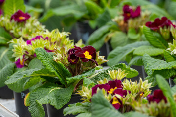 Young plants of primula flowers in greenhouse, cultivation of eatable plants and flowers, decoration for exclusive dishes in premium gourmet restaurants