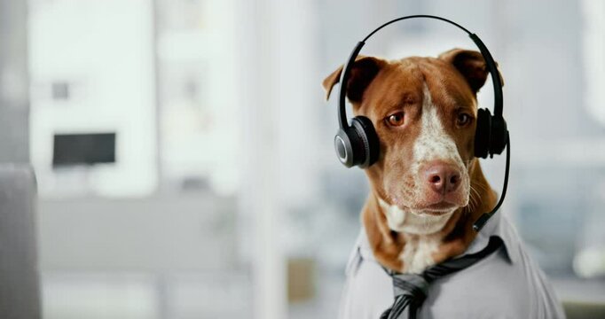 Dog, call center and job with computer, headset and virtual consulting with communication for telemarketing in office. Animal, pet or crm agent with laptop for tech support, customer service and voip