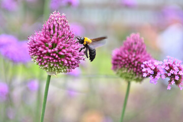 ニラの花の蜜を吸うクマバチ