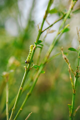 Boxwood pests. Green caterpillars are found on chewed boxwood branches, indicating a garden pest issue. Caterpillars gnaw leaves and branches of boxwood. Treating the garden against moth caterpillars.