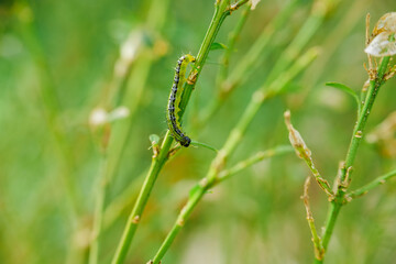 caterpillar on boxwood bushes.Green caterpillars on gnawed boxwood branches.Garden pests. Boxwood pests.Caterpillars gnaw leaves and branches of boxwood. Treating the garden against moth caterpillars