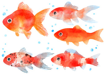 泳ぐ金魚のイラスト　手描き　水彩風
