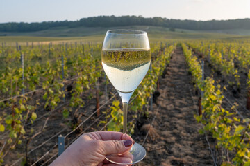 Tasting of grand cru sparkling brut white wine champagne on sunny vineyards of Cote des Blancs in...