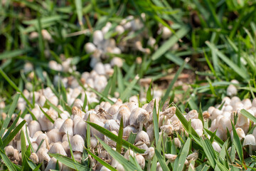 Macro photograph of mushrooms in the grass.