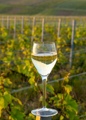Tasting of grand cru sparkling brut white wine champagne on sunny vineyards of Cote des Blancs in village Cramant, Champagne, France, glass of wine on vineyard