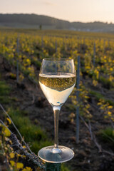 Tasting of grand cru sparkling brut white wine champagne on sunny vineyards of Cote des Blancs in village Cramant, Champagne, France, glass of wine on vineyard