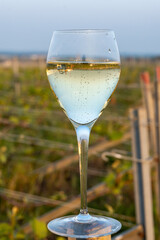 Tasting of grand cru sparkling brut white wine champagne on sunny vineyards of Cote des Blancs in village Cramant, Champagne, France, glass of wine on vineyard
