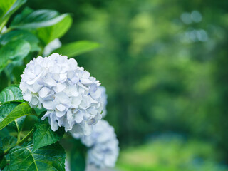 青色の紫陽花の花　梅雨
