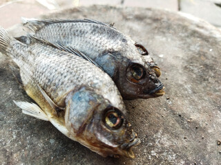 Tilapia fish that are dead and unfit to eat