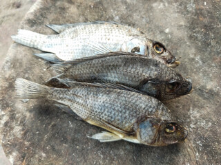 Tilapia fish that are dead and unfit to eat