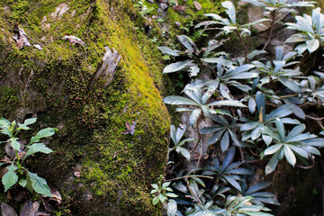 Green moss  grown up cover the rough rock on the floor in the forest. Natural forest texture background.