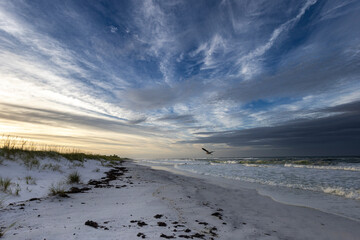 Bird in the morning flying over the ocean and beach at sunrise