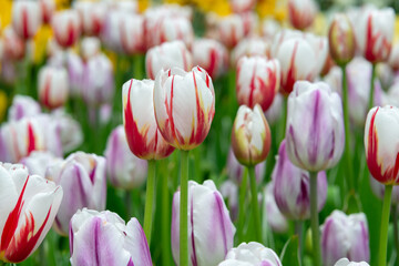 Multiple red and white Canada 150 tulip bulbs in a flower bed. A little yellow at the base of the long purple stems as they bend towards the sun. The flowers are cup shaped with six symmetrical petals